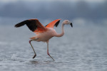 Chileense flamingo land op het water
